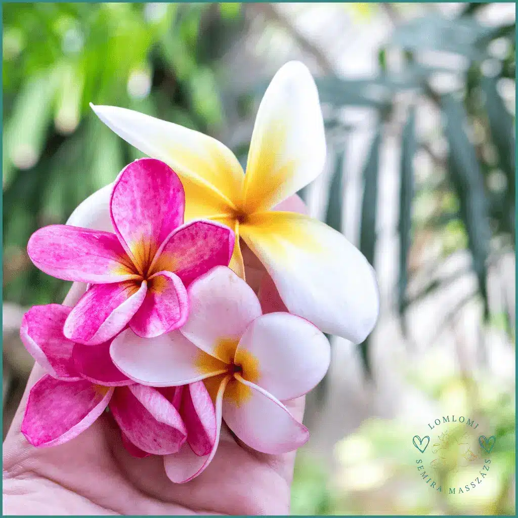 plumeria-2